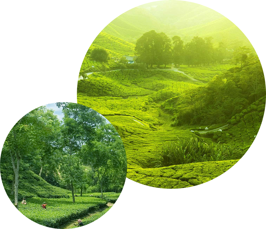 ティーバッグ紅茶100P